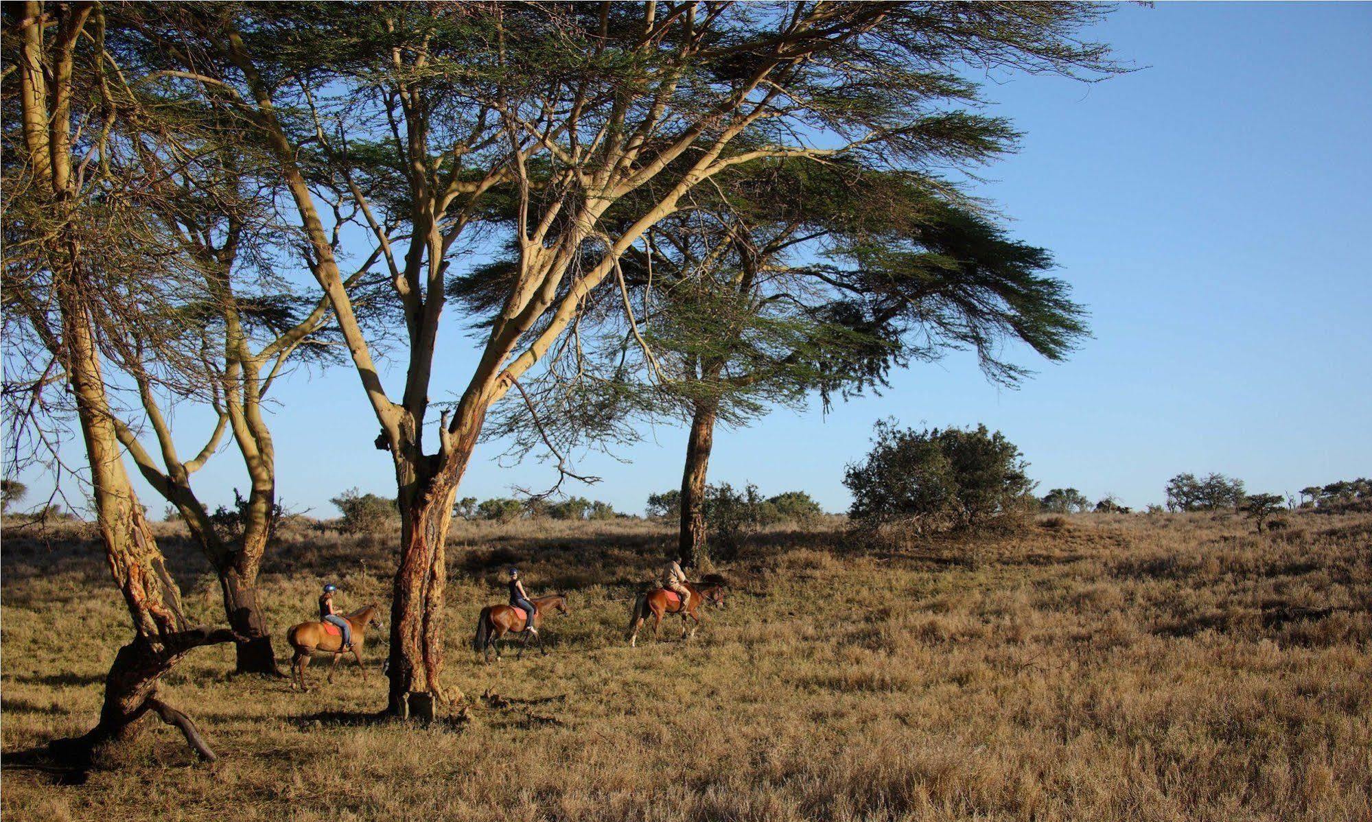 Elewana Lewa Safari Camp Hotel Timau Ngoại thất bức ảnh